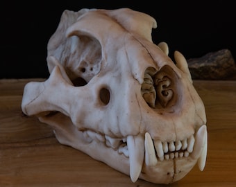 Juvenile Lion Skull Replica – Anatomical Model, Wildlife Display - FREE World Wide Shipping!