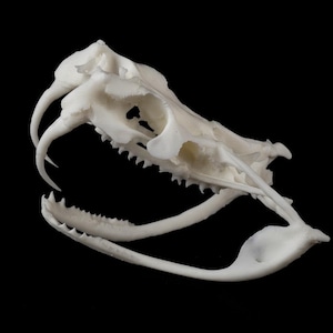 May include: A detailed, off-white snake skull against a black background. The skull features sharp teeth and curved fangs, showcasing the intricate bone structure. The image highlights the natural form and texture of the skull.