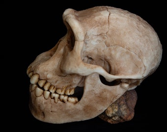 ホモ・ハイデルベルゲンシスの頭蓋骨レプリカ - Etsy 日本