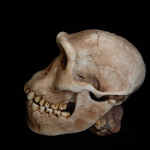 Homo Erectus Dmanisi Skull Replica – Life Sized, Resin Fossil -  FREE world Wide Shipping!