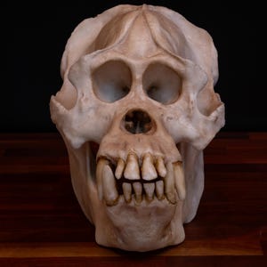 Sumatra Orang-Utan Schädel, großes Replica Schädel (volle Größe) - KOSTENLOSE Lieferung weltweit.