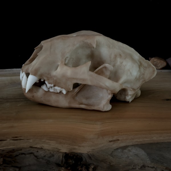 Cougar Skull - Full Sized Replica - Resin Printed High Quality Piece - FREE world wide shipping!