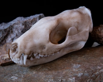 Tiger Quoll Skull Replica – Life-Sized Australian Marsupial Model -  FREE World Wide Shipping!