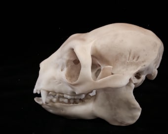 Sifaka Lemur Skull Replica – Life Size – Museum Quality Primate Anatomy Model – Free Worldwide Shipping