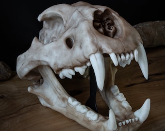 高品質！ネコの頭骨　３点セット　SKULLS UNLIMITED社 猫の頭蓋骨のレプリカ - Etsy 日本