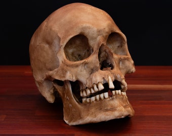 Viking Skull - life sized - super detailed - Resin Printed High Quality Piece - FREE shipping.