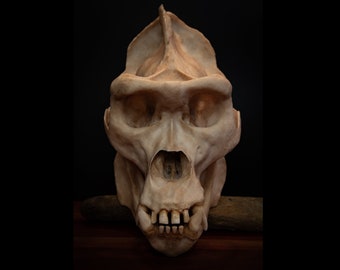 Male Gorilla Skull, large Replica Skull (Full Sized) - FREE delivery world wide.