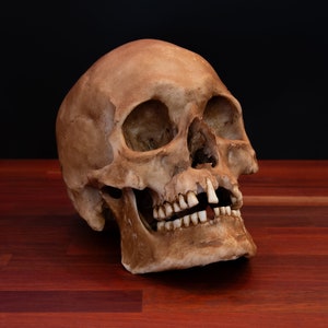 Puede incluir: Un cráneo humano con dientes, acostado sobre una superficie de madera roja oscura. El cráneo está mirando hacia la derecha, con la mandíbula ligeramente abierta.