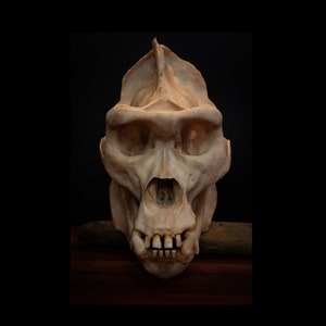 Male Gorilla Skull, large Replica Skull (Full Sized) - FREE delivery world wide.