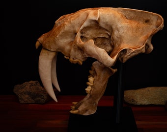 Sabertooth Cat Replica Skull (LARGE Full Sized) including display base - FREE delivery world wide.