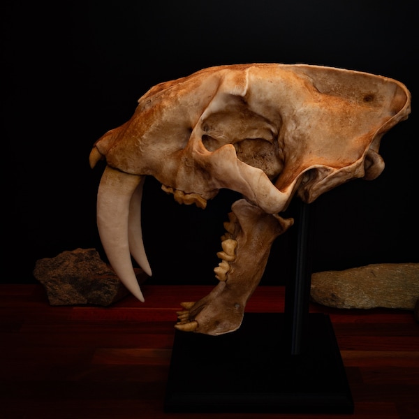 Sabertooth Cat Replica Skull (LARGE Full Sized) including display base - FREE delivery world wide.