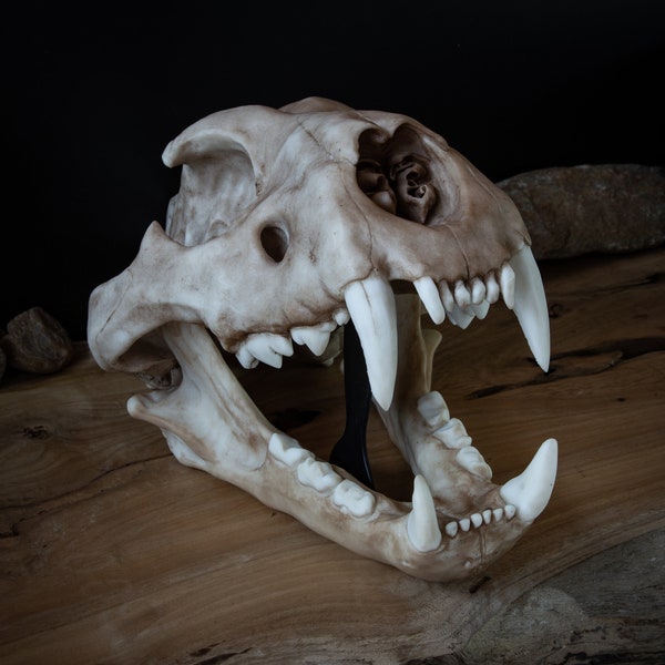 Lion Skull - Large Adult - Resin Printed High Quality Piece - FREE world wide shipping!