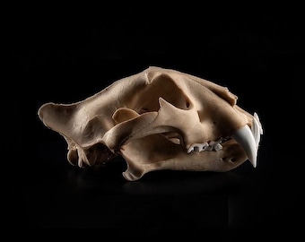 Juvenile Tiger Skull Replica – Life Size Resin Anatomy Display - FREE World Wide Shipping!