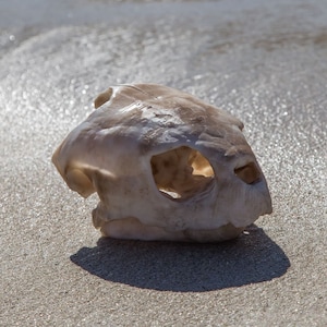 Replica del cranio di tartaruga marina Caretta caretta – Esposizione di biologia marina – Cranio a grandezza naturale - Spedizione gratuita in tutto il mondo.