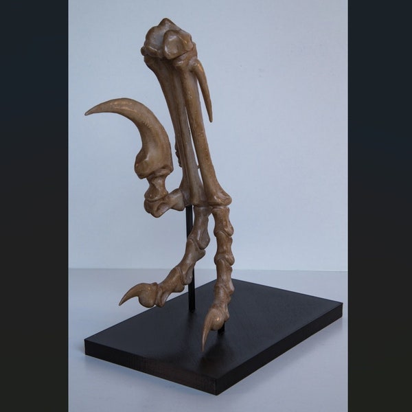 Velociraptor foot and stand - Life Sized Replica - Resin Printed High Quality Piece - FREE delivery world wide!