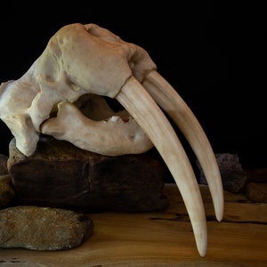 Walrus Skull-LARGE full sized Replica - Including display base - High Quality Piece - FREE delivery world wide!