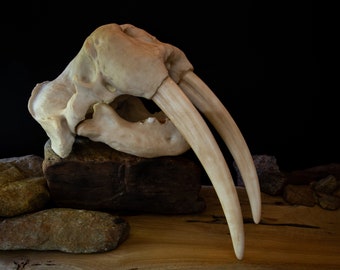 Walrus Skull-LARGE full sized Replica - Resin Printed High Quality Piece - FREE delivery world wide!