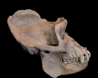 Gorilla Skull Replica - Life Size Primate Skull - Museum Quality Anatomy Display - FREE world wide shipping.