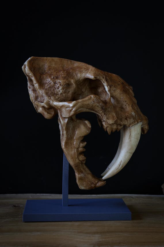 実物大のサーベルタイガーの頭蓋骨レプリカ – 先史時代の化石模型