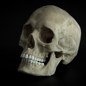 Human Female Skull - life sized adult -Replica - Resin Printed High Quality Piece.