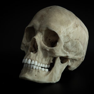 Human Female Skull - Life Sized Adult -replica - Resin