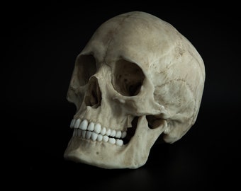 Human Female Skull - life sized adult -Replica - Resin Printed High Quality Piece.