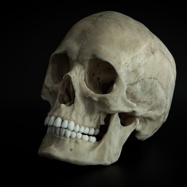 Human Female Skull - life sized adult -Replica - Resin Printed High Quality Piece.