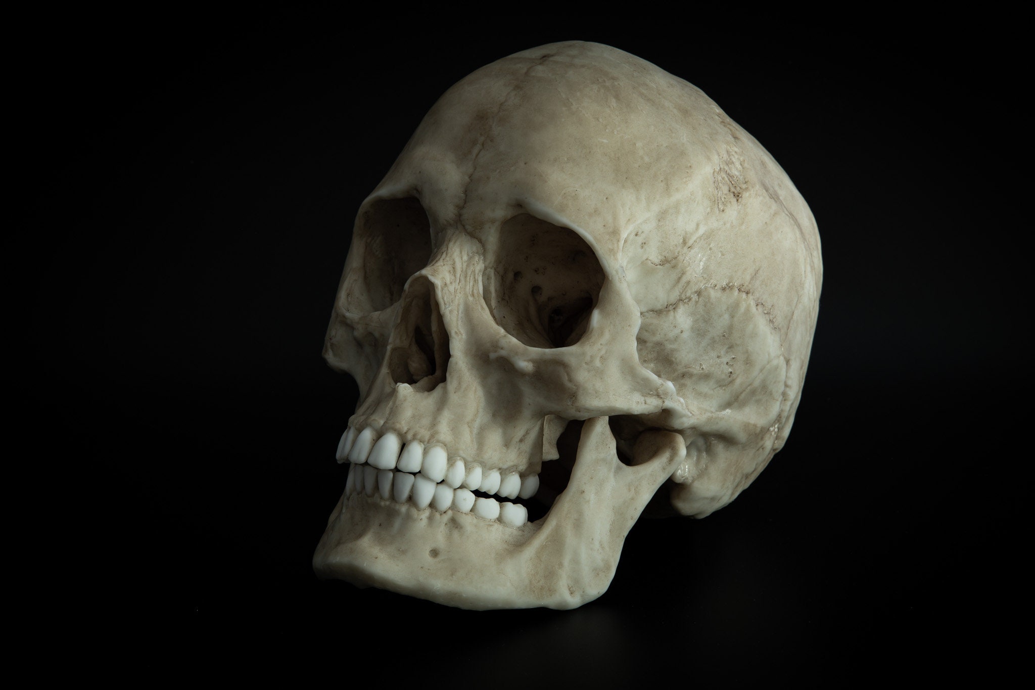 Human Skull Replica -  Canada