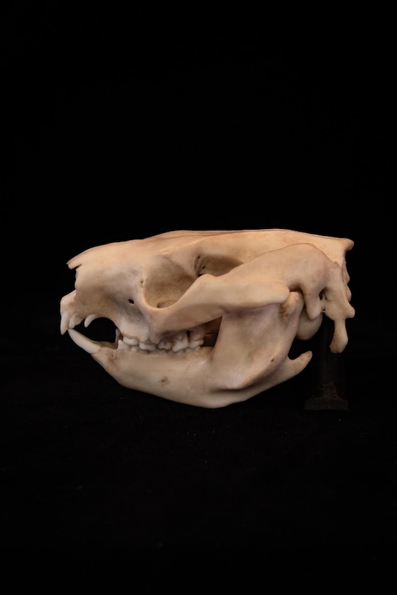 コアラの等身大の頭蓋骨レプリカ - 高品質の作品 - 世界中に送料無料