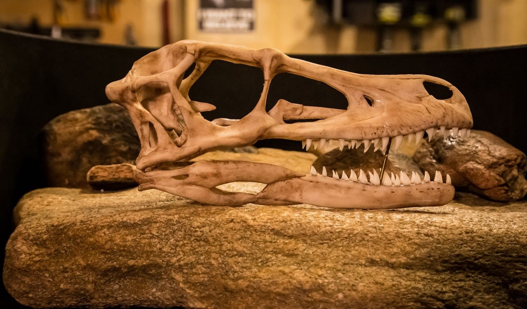 Real velociraptor skull for sale hotsell