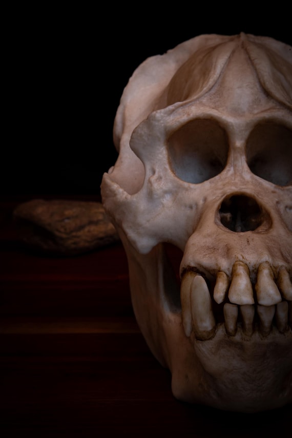 スマトラオランウータンの頭蓋骨、大型レプリカ頭蓋骨（フルサイズ