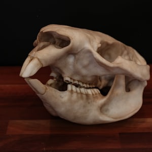 Wombat Skull - Life Sized Replica - High Quality Piece - FREE delivery world wide!