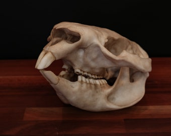 Wombat Skull Replica – Life Size Anatomical Resin Model - FREE world Wide Shipping!
