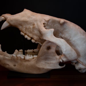 Grizzly Bear Skull Full Sized Large Replica Skull FREE World Wide