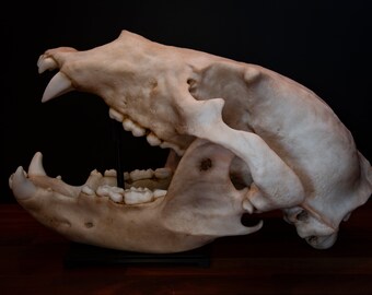 グリズリー ベアの頭蓋骨 - フルサイズの大型レプリカ頭蓋骨 - 世界中