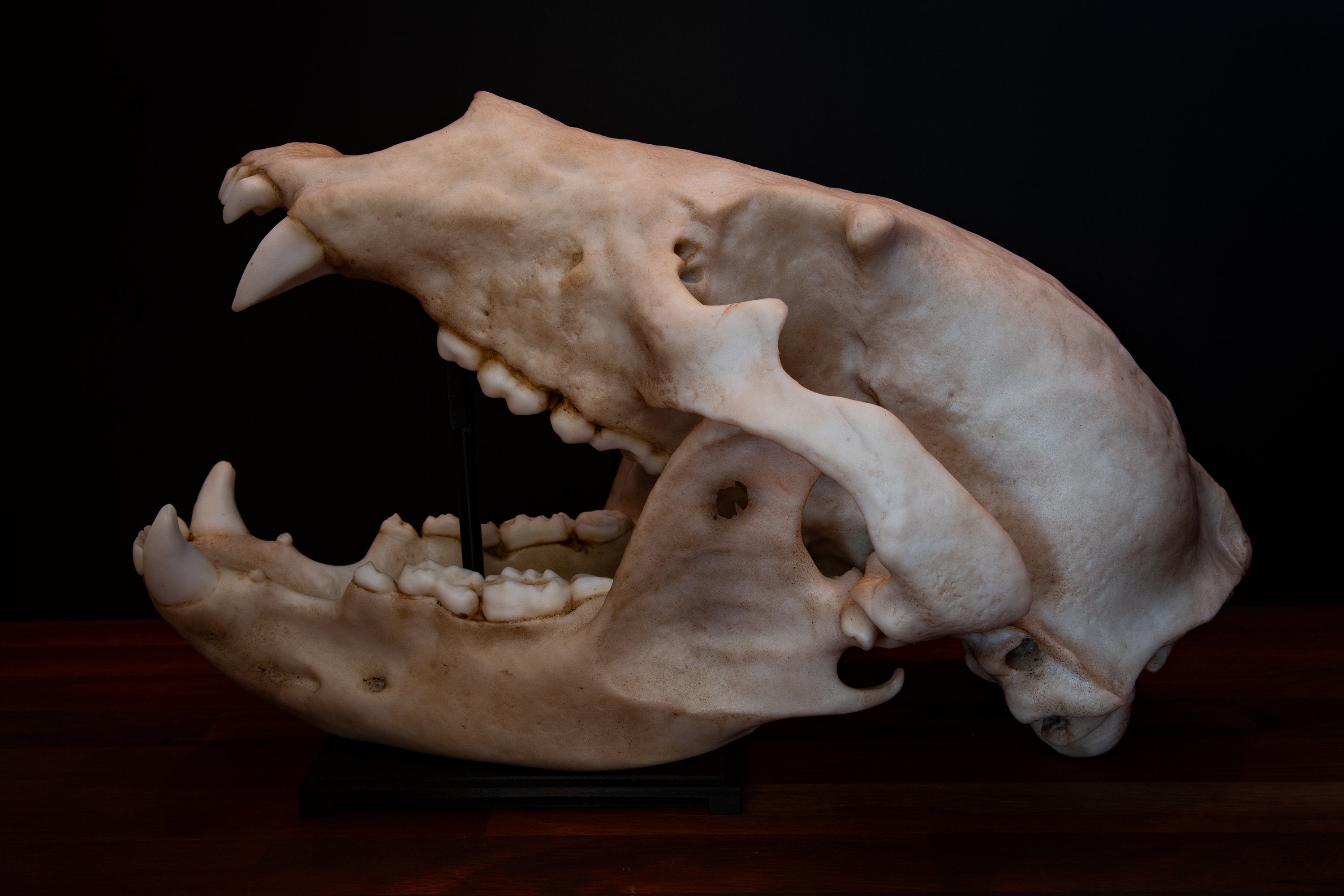 Grizzly Bear Skull - Full Sized Large Replica Skull - FREE World Wide  Shipping. - Etsy Sweden, image size:3000x2000
