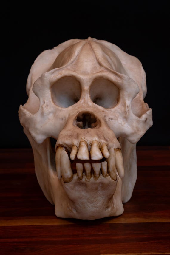 スマトラオランウータンの頭蓋骨、大型レプリカ頭蓋骨（フルサイズ