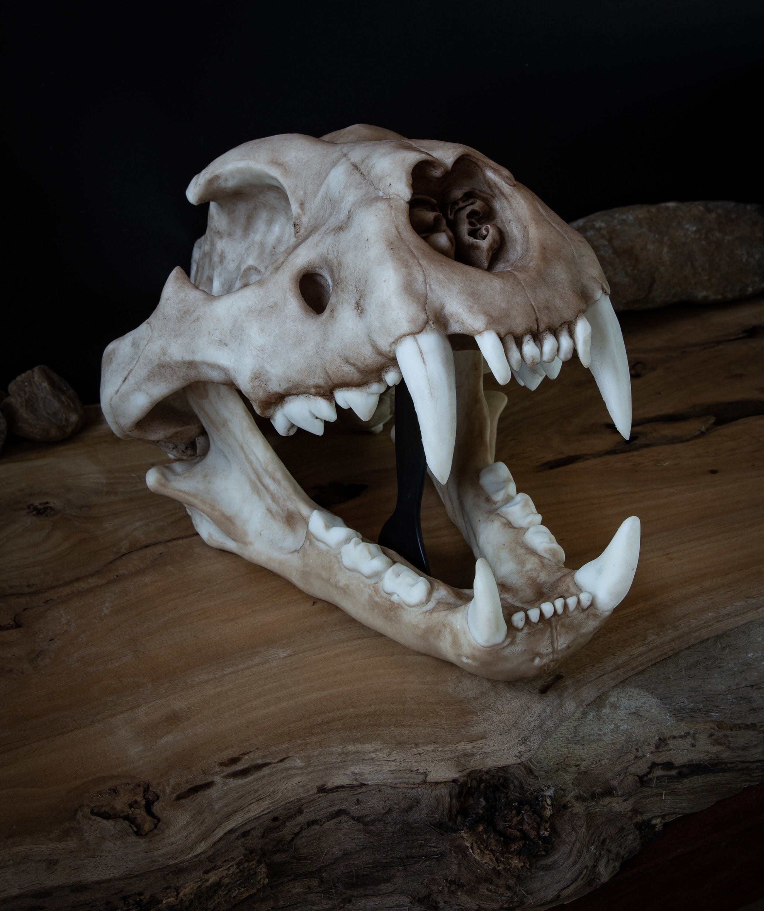 Real tiger skull - Etsy 日本