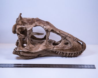 ティラノサウルス・レックスの頭蓋骨レプリカ – 博物館級の恐竜化石