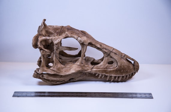 ティラノサウルス レックス恐竜の頭蓋骨レプリカ - 高品質の博物館展示