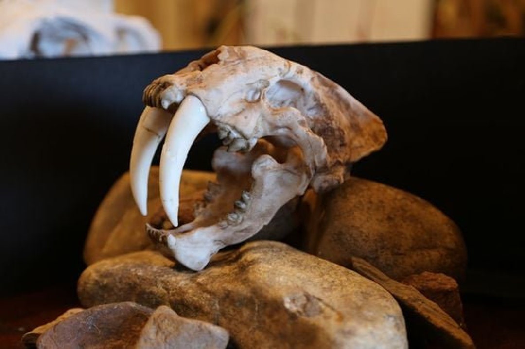 実物大のサーベルタイガーの頭蓋骨レプリカ – 先史時代の化石模型