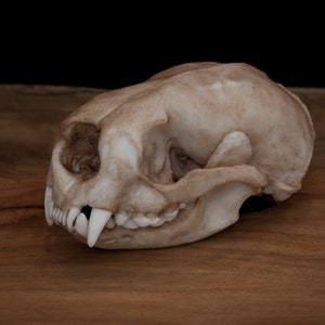 Sea Otter Life Sized Skull-Replica - High Quality Piece - Free Worldwide Shipping!