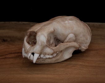 Sea Otter Skull Replica – Life Size Resin Anatomy Display - FREE World Wide Shipping!