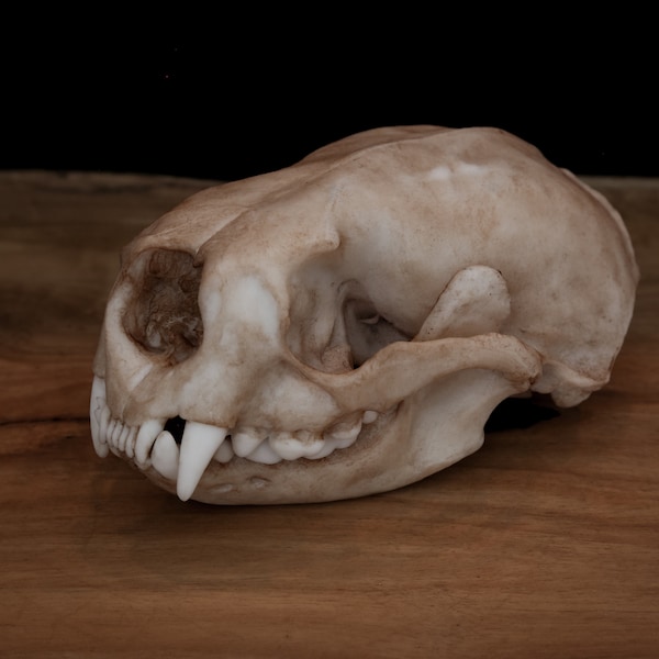 Réplica de cráneo de tamaño natural de nutria marina - Pieza de alta calidad - ENVÍO GRATIS