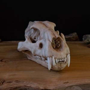 Lion Skull - Juvenile skull - High Quality Piece - FREE world wide shipping!