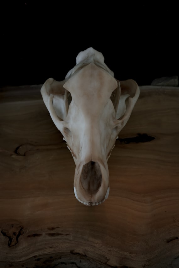 タスマニアタイガー（フクロオオカミ）の頭蓋骨レプリカ - 高品質