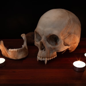 Vampire Skull - life sized - super detailed - Resin Printed High Quality Piece.