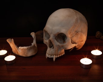 Crâne de vampire - grandeur nature - super détaillé - Pièce imprimée en résine de haute qualité.