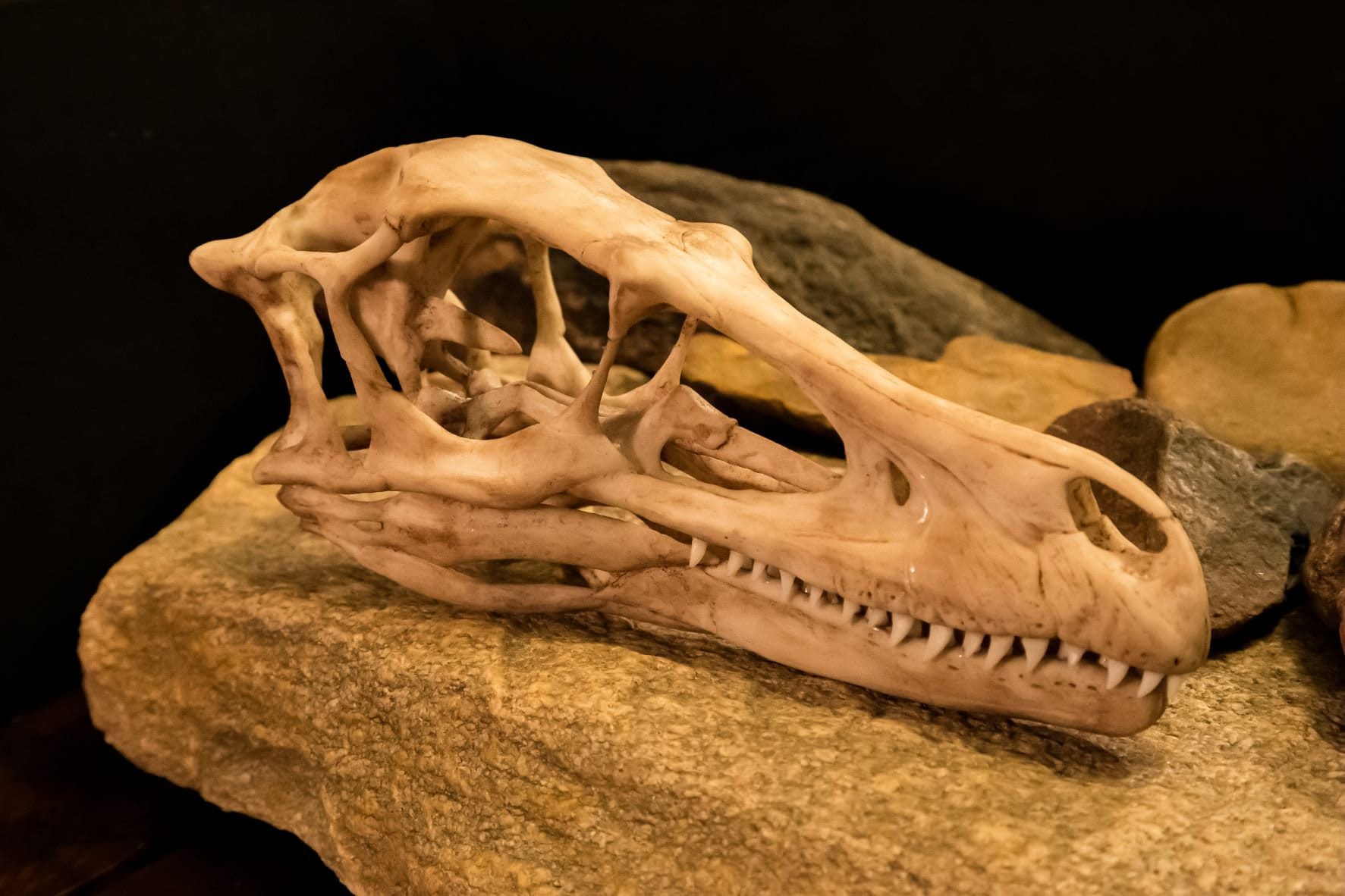 木彫　恐竜　バンビラプトル　頭骨模型実物大12cm 木彫 恐竜 バンビラプトル 頭骨模型実物大12cm - メルカリ