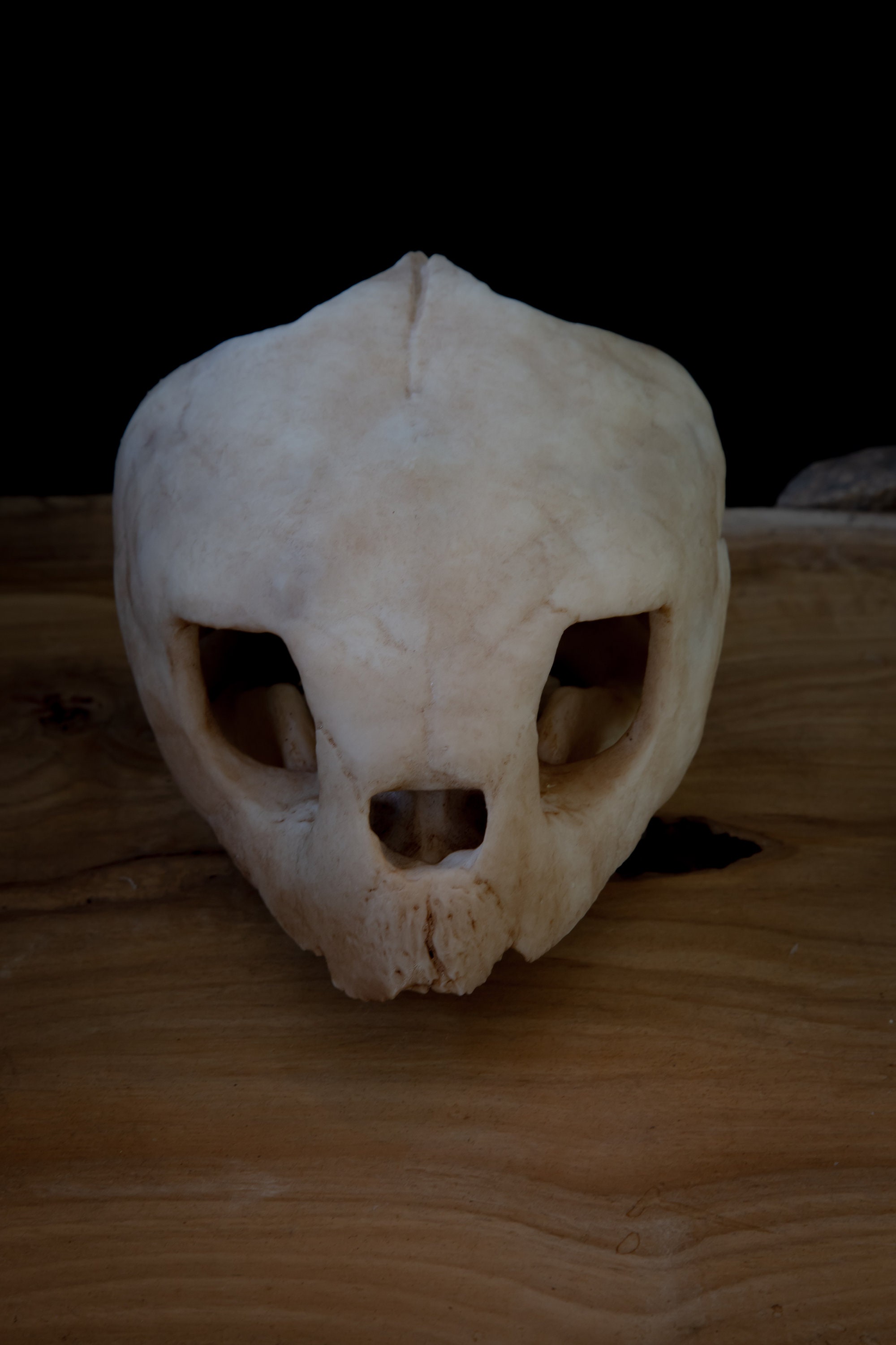 亀の頭蓋骨 - アカウミガメ - レプリカ - 高品質の作品 - 世界中に送料